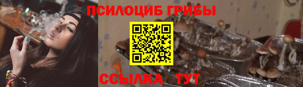 Касимов  Галлюциногенные грибы Psilocybe  Псилоцибиновые грибы мицелий  Вход с VPN 